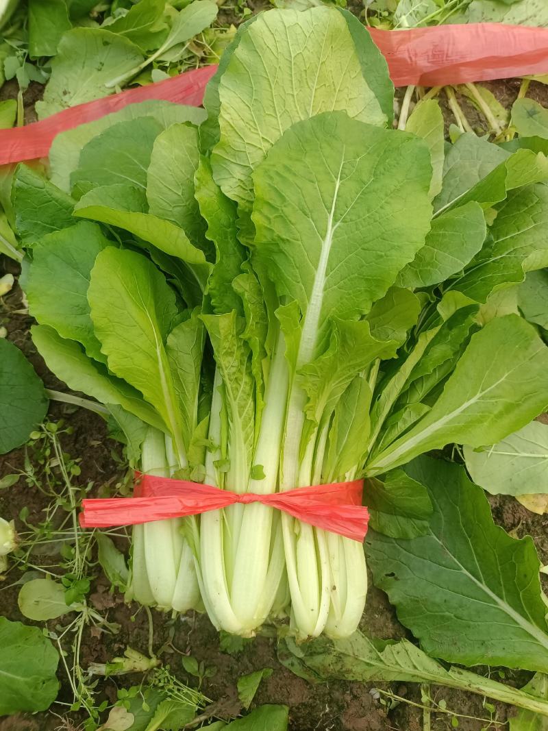 河北精品小白菜，一手货源，产地直发，欢迎来电咨询