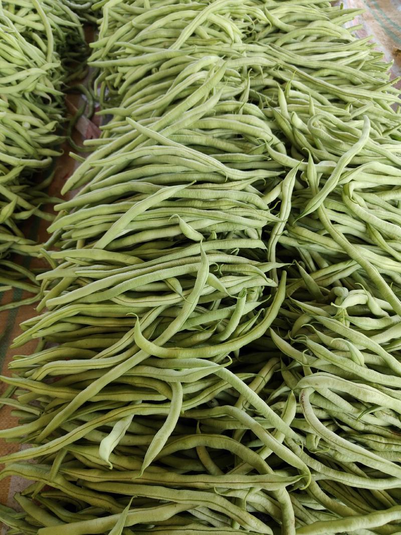 各位老板我这里精品芸豆大量供应，欢迎老板前来选购