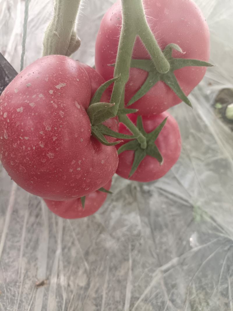 新鲜番茄，健康美味。