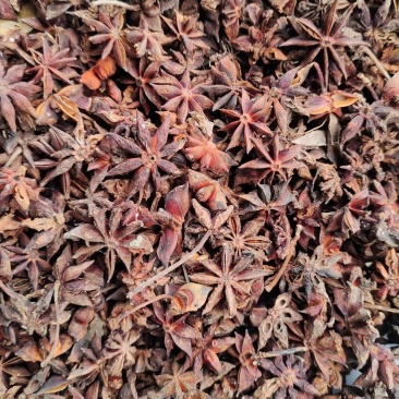 广西八角，最真实的产品照片，最真实的价格，最稳定的产地