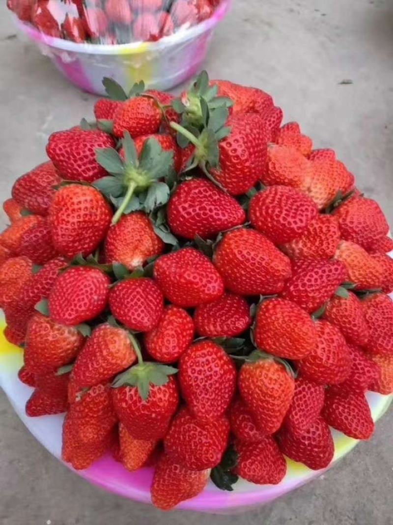 大凉山露天冬草莓