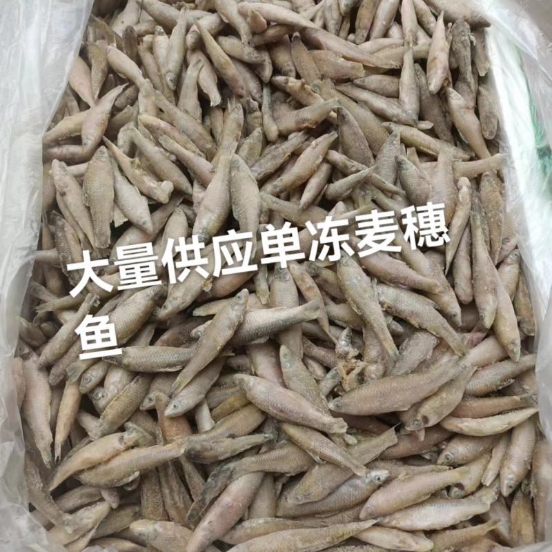 大量供应单冻麦穗鱼