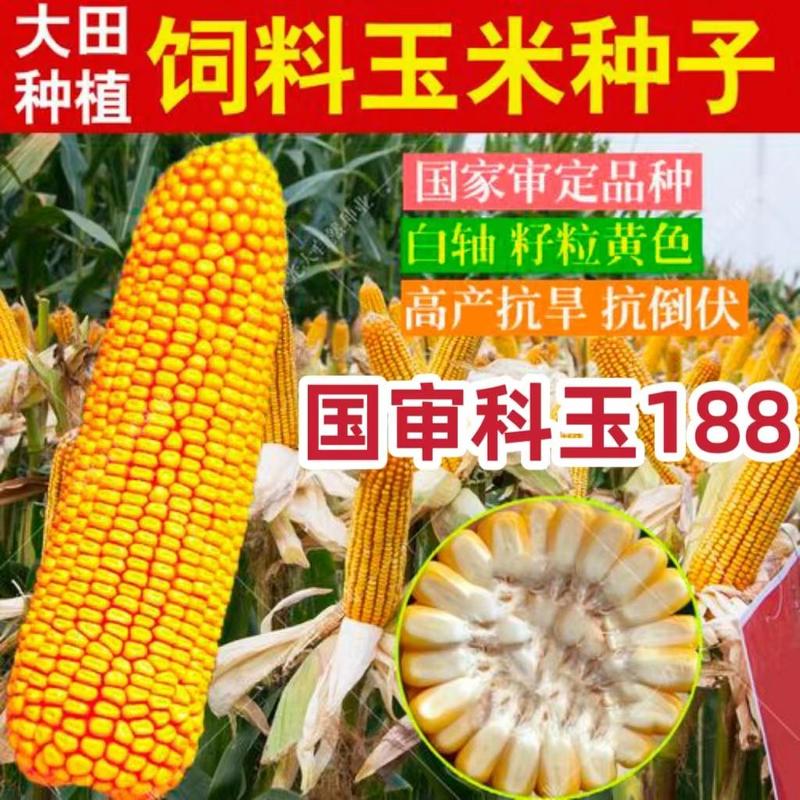 双国审科玉188高产矮杆大棒白轴玉米种子苞米种大马牙