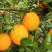 重庆本地脐橙，红橘，椪柑已上市