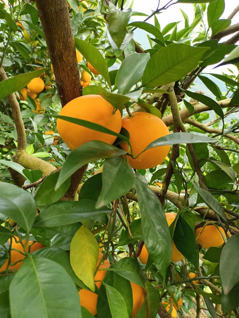 重庆本地脐橙，红橘，椪柑已上市