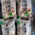 羊肠灌肉，全部瘦肉，质量保证不肥，货源稳定，量大从优。
