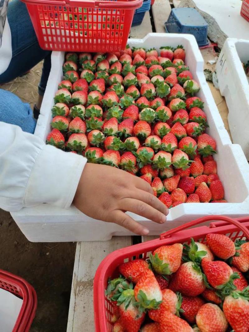 奶油草莓代办大量批发对接批发市场商超团购欢迎来电