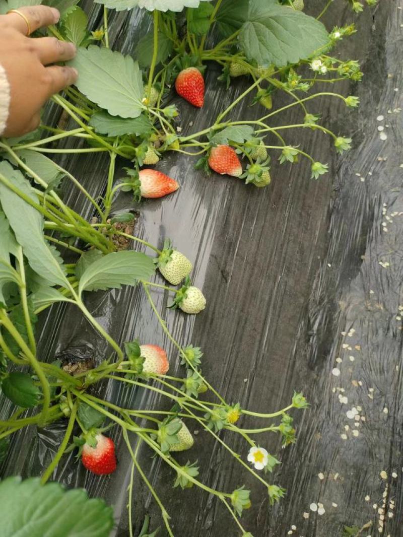 奶油草莓代办大量批发对接批发市场商超团购欢迎来电