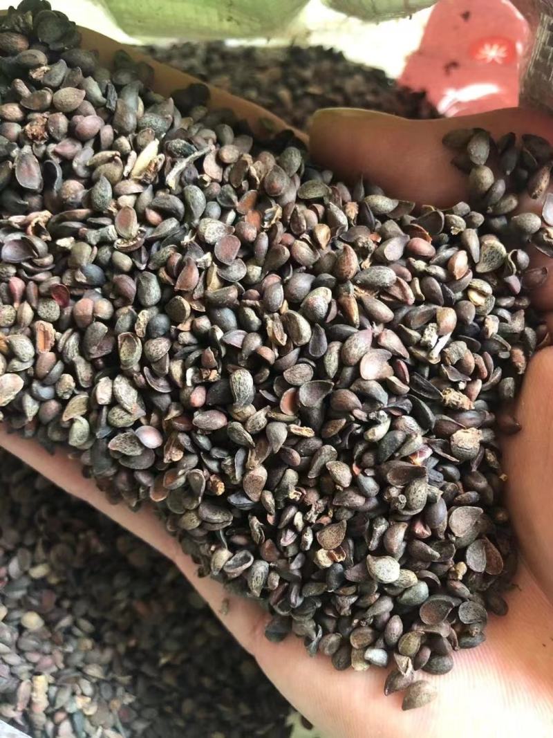 杜梨种子，山梨种子新货上市，梨树种子产地供应，保证质量