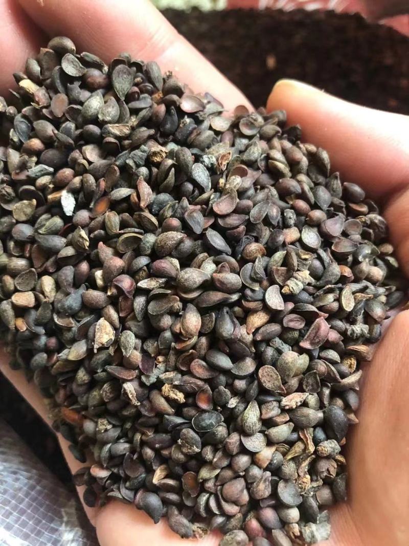 杜梨种子，山梨种子新货上市，梨树种子产地供应，保证质量