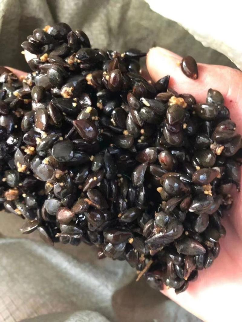 杜梨种子，山梨种子新货上市，梨树种子产地供应，保证质量