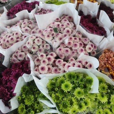 云南花卉基地直供小雏菊鲜切花节日花束庆典鲜花小菊花