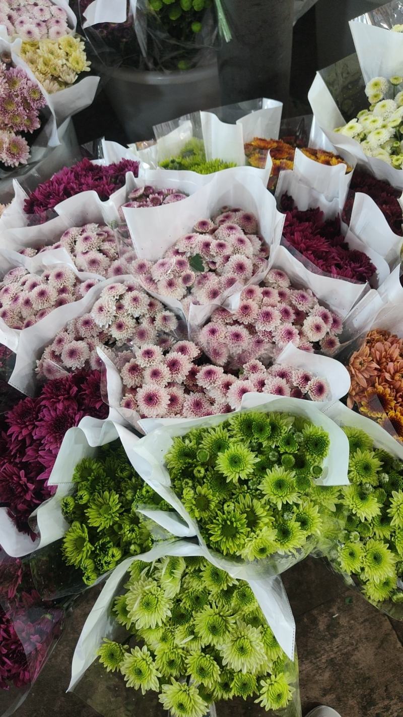 云南花卉基地直供小雏菊鲜切花节日花束庆典鲜花小菊花