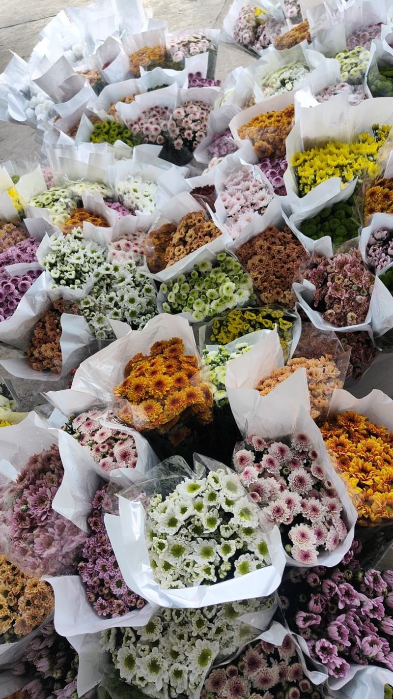 云南花卉基地直供小雏菊鲜切花节日花束庆典鲜花小菊花