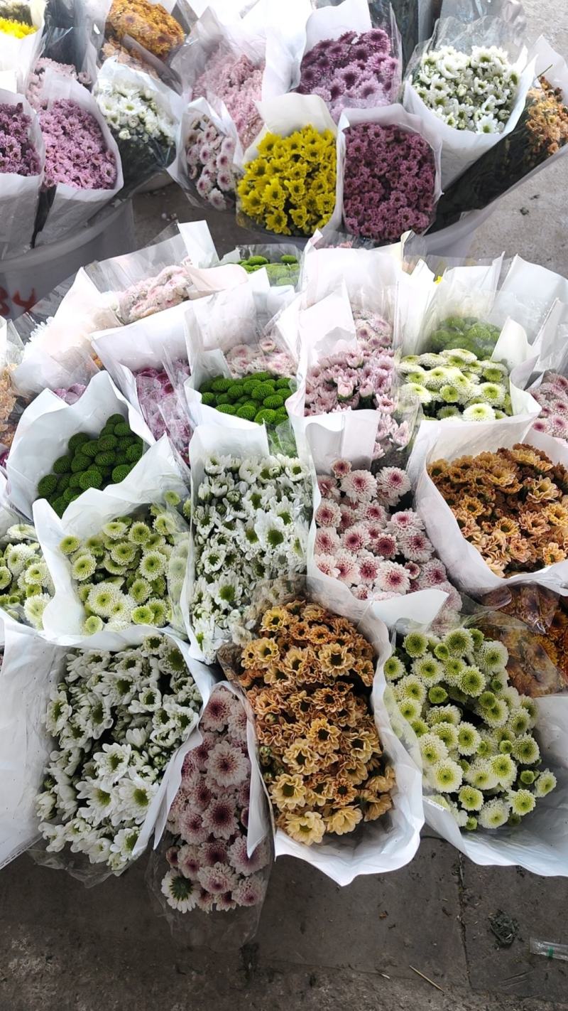 云南花卉基地直供小雏菊鲜切花节日花束庆典鲜花小菊花