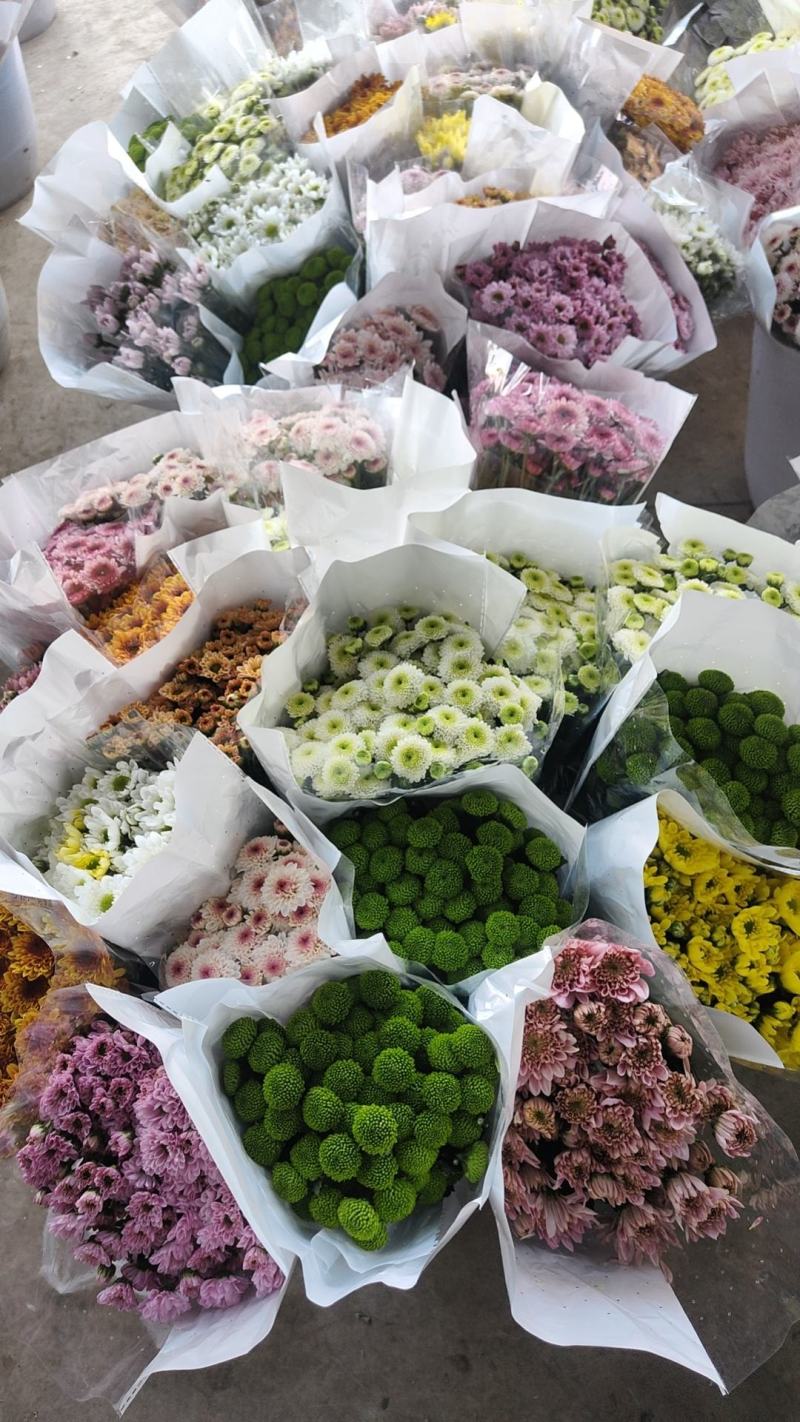 云南花卉基地直供小雏菊鲜切花节日花束庆典鲜花小菊花
