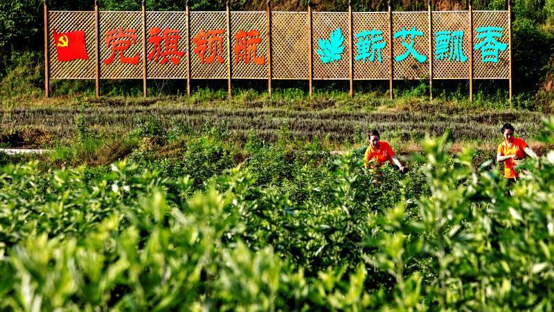 蕲艾条艾柱3.0直径工厂直销定制生产