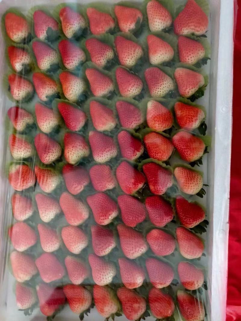 天仙醉草莓奶油草莓