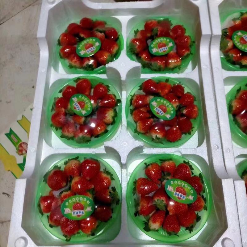 天仙醉草莓奶油草莓