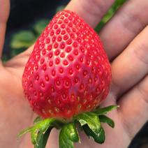 天仙醉草莓奶油草莓