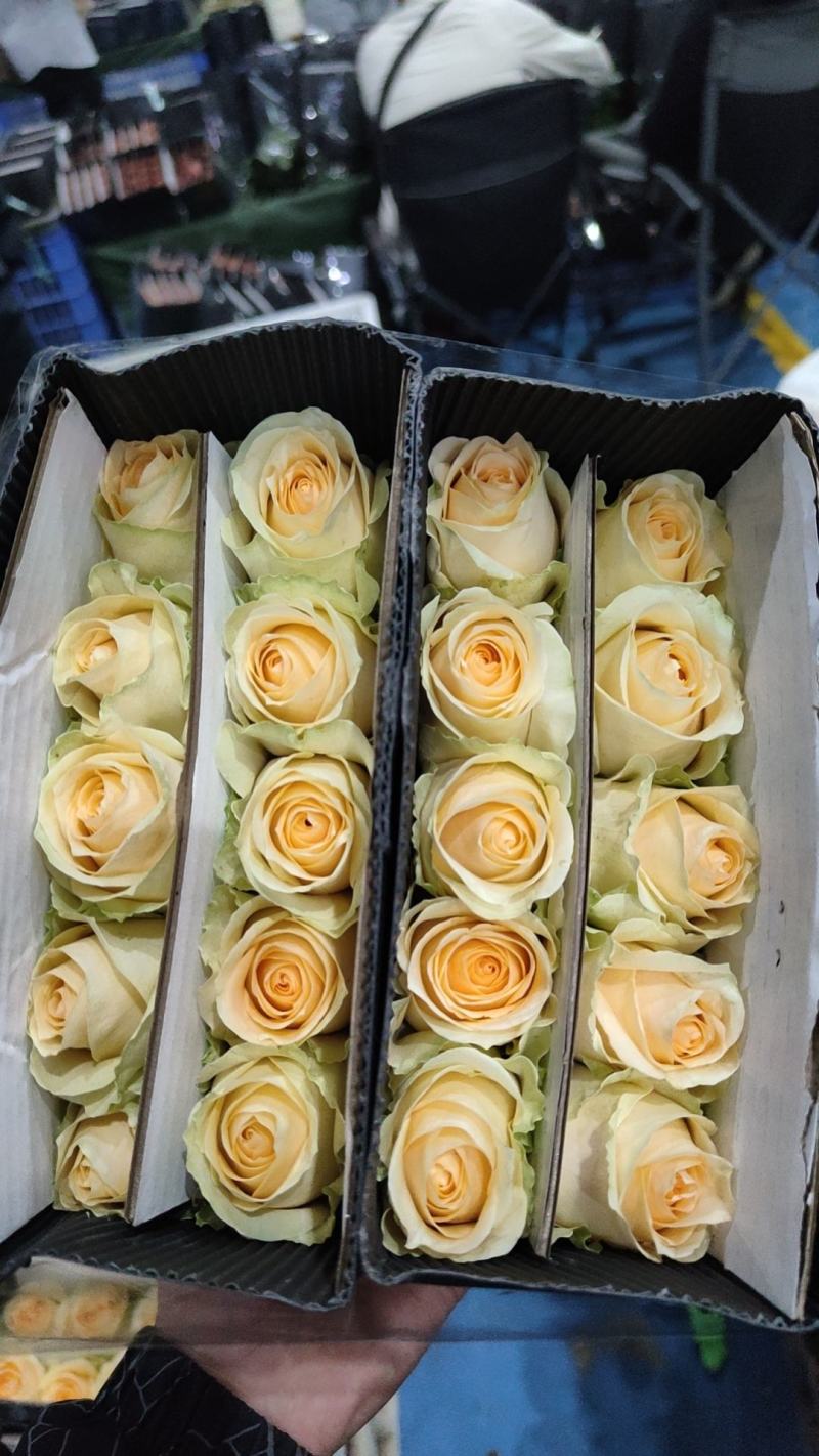 云南基地玫瑰花520情节日花束基地直供鲜切花店婚庆用花