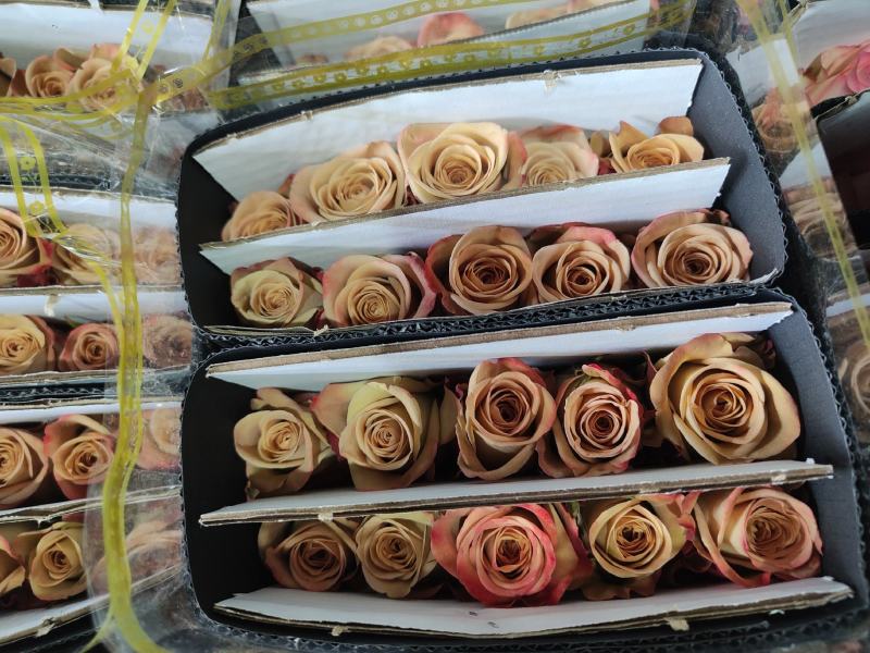 云南基地玫瑰花520情节日花束基地直供鲜切花店婚庆用花