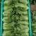 优质生菜大量上市
