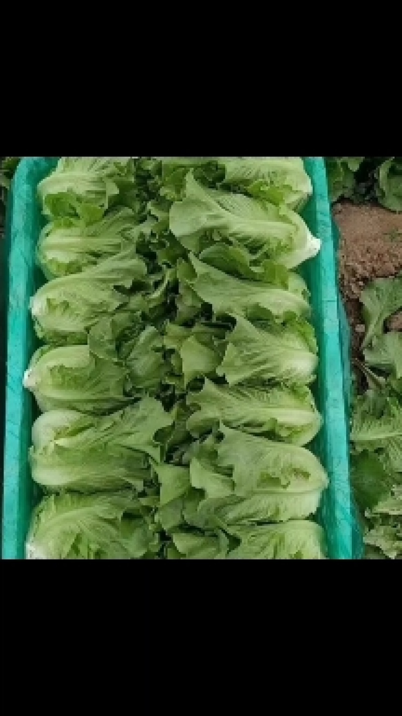 优质生菜大量上市