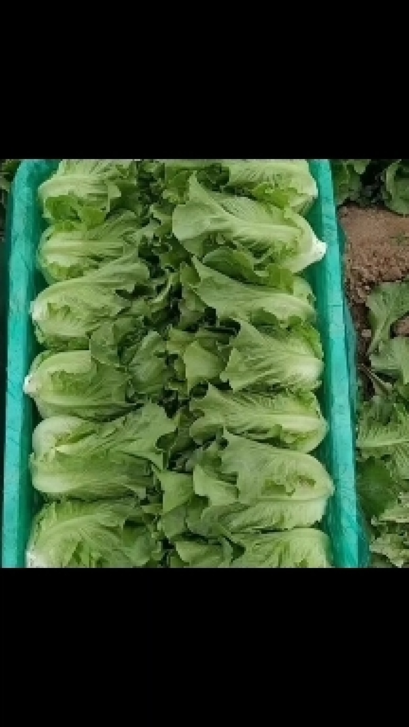 优质生菜大量上市