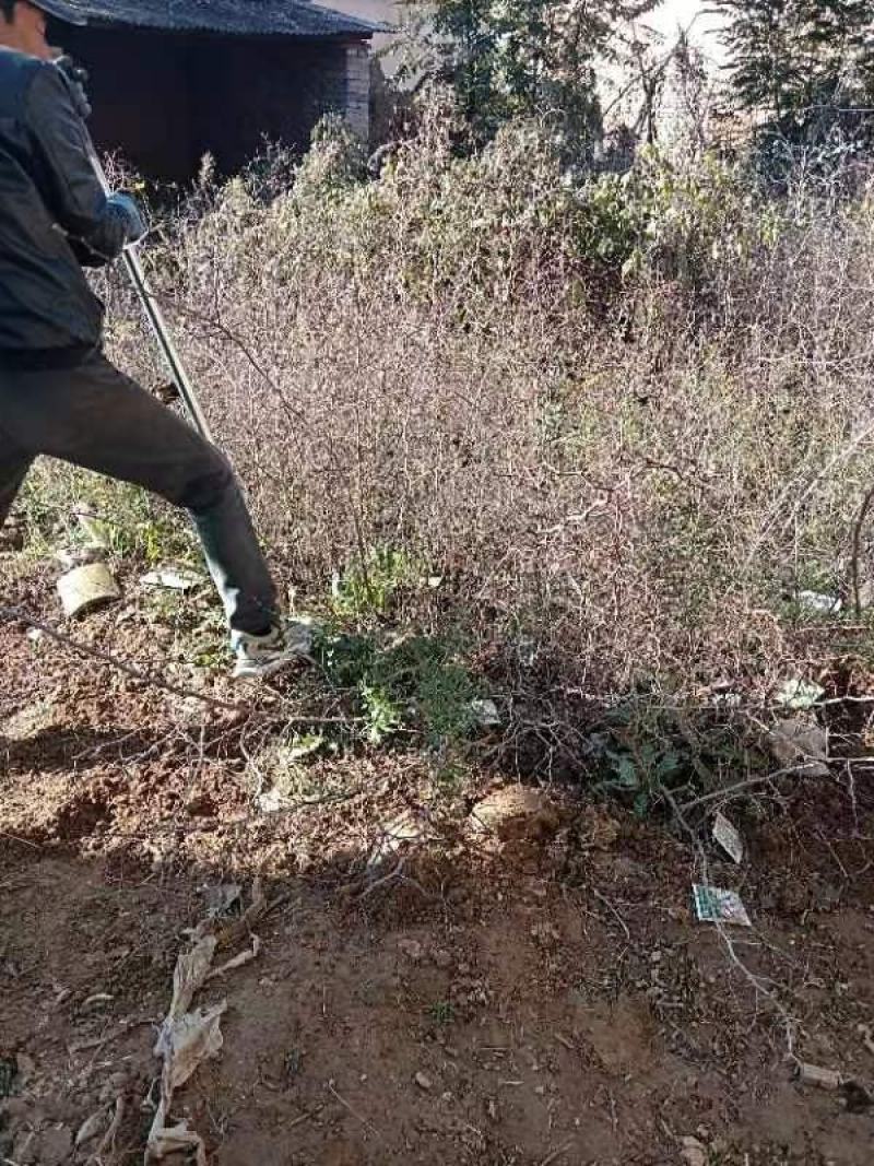 山西绛县优质双仁酸枣苗基地欢迎各位朋友前来选购