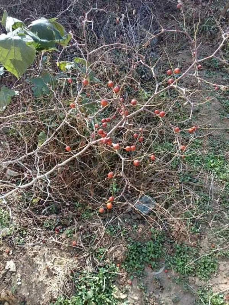 山西绛县优质双仁酸枣苗基地欢迎各位朋友前来选购