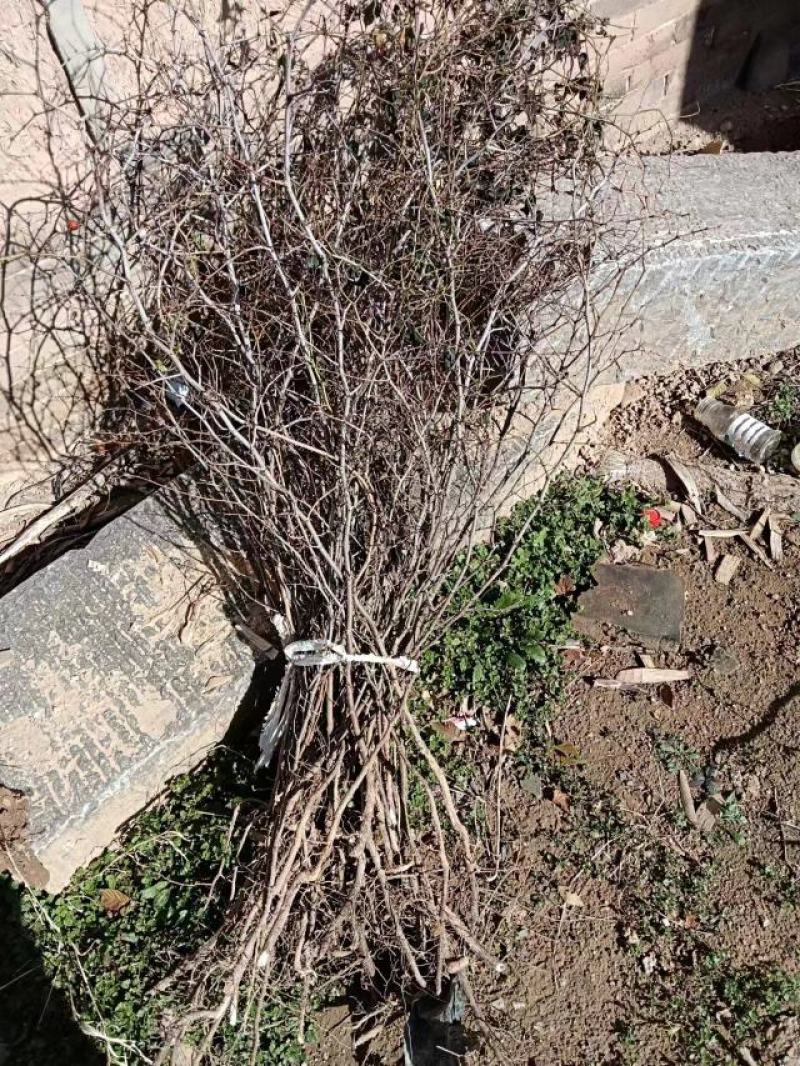 山西绛县优质双仁酸枣苗基地欢迎各位朋友前来选购