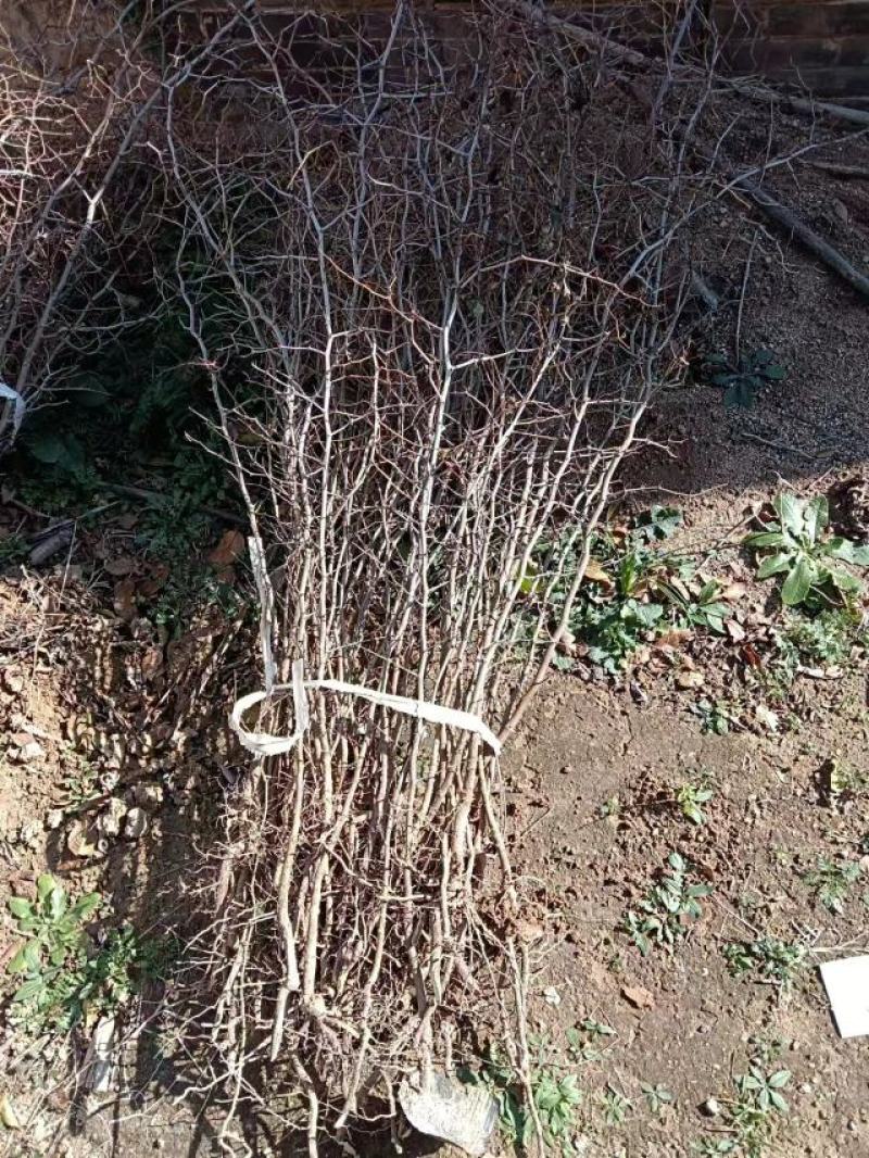 山西绛县优质双仁酸枣苗基地欢迎各位朋友前来选购