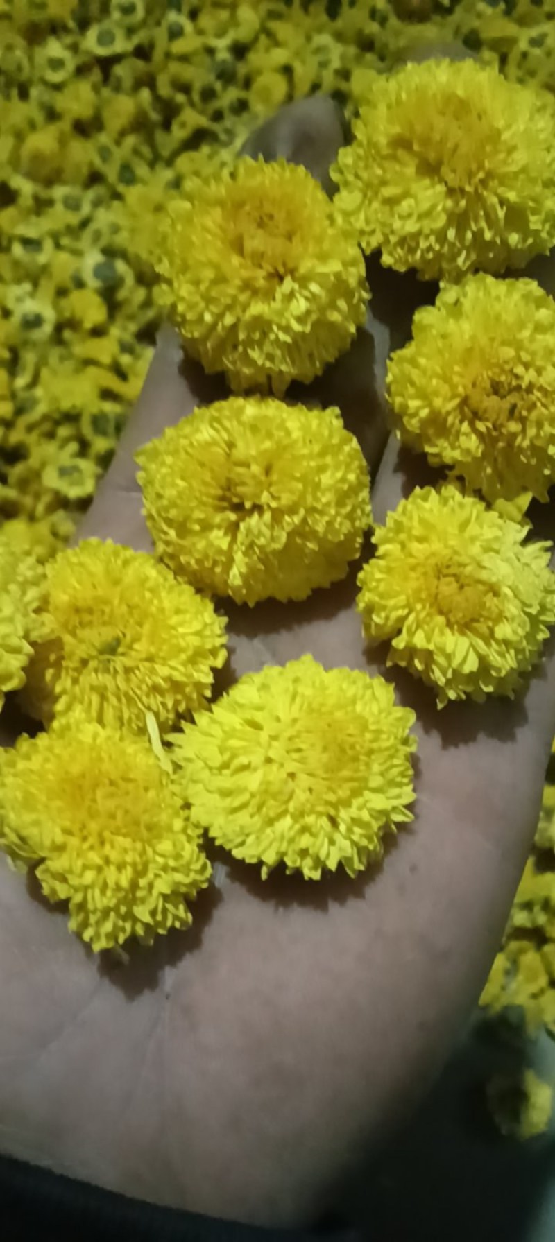 陶菊花茶