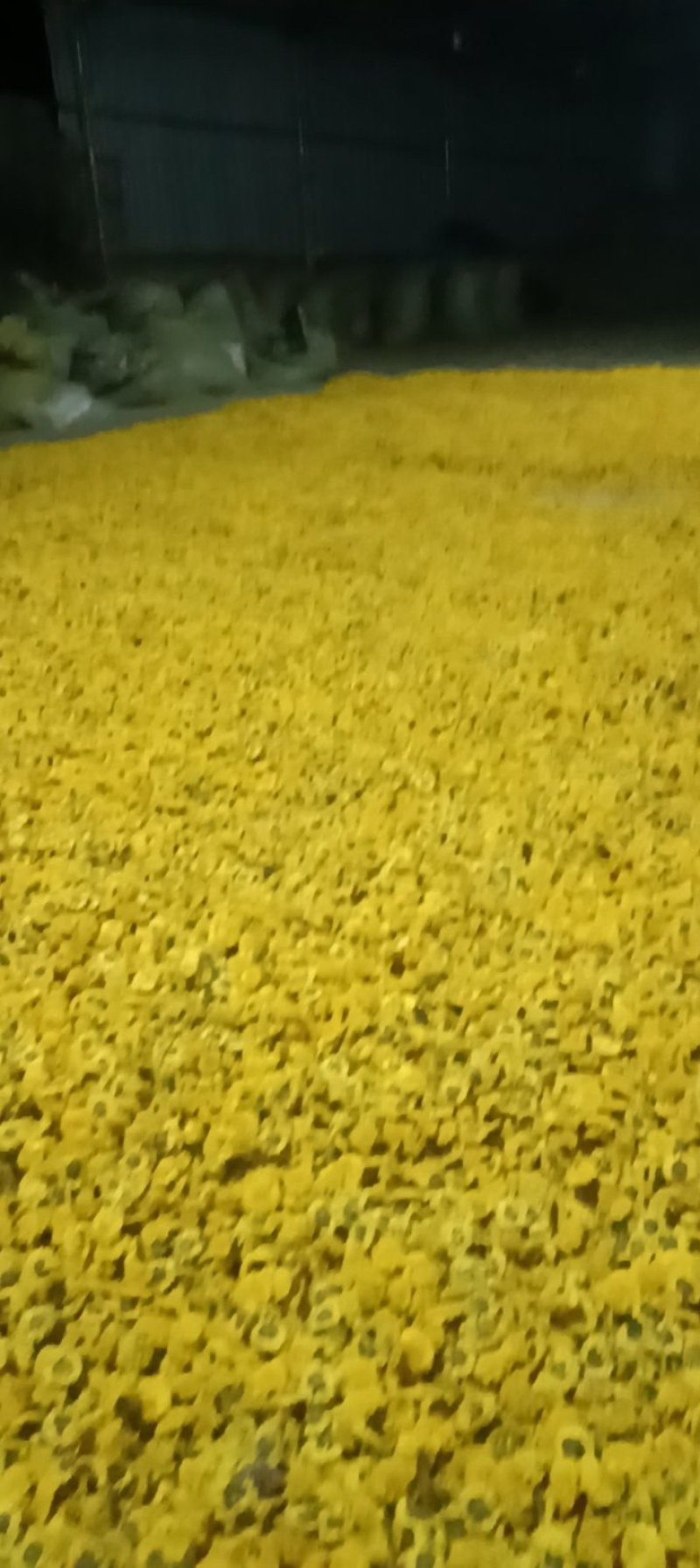 陶菊花茶