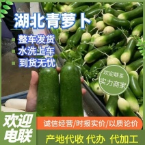 青萝卜水果萝卜基地直供，对接全国市场，超市，各种电商平台