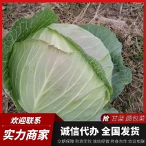 甘蓝圆包菜精品包菜量大从优对接全国质量保障