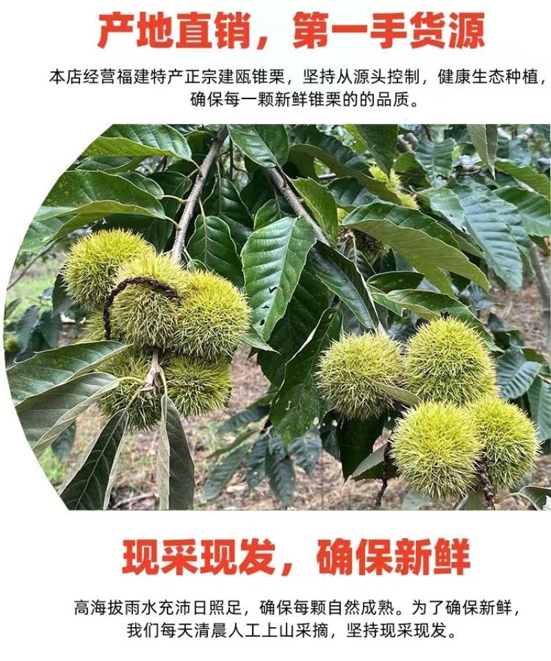 【锥栗】福建锥栗炒货专用量大从优欢迎来电咨询