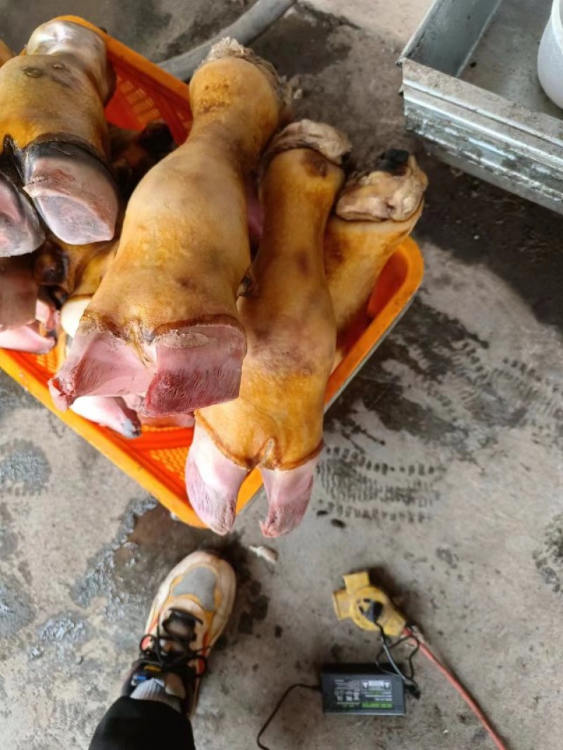 火烧牛蹄
