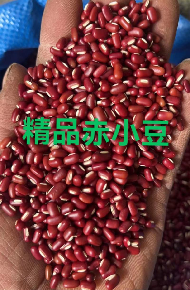 赤小豆精品赤小豆双色双比