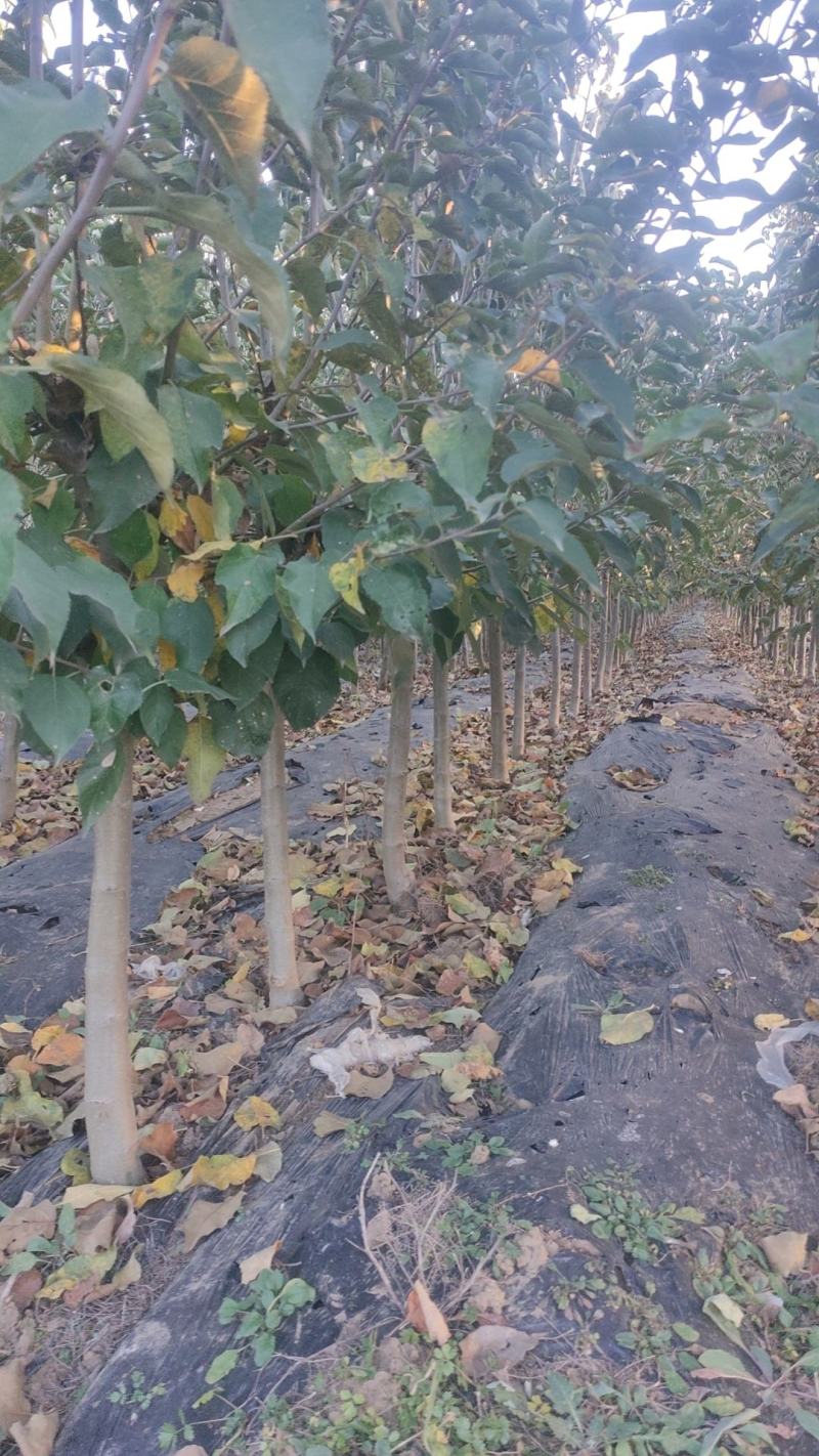 黄金维那斯苹果树