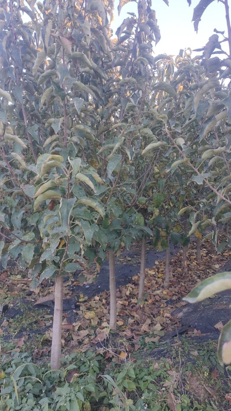 黄金维那斯苹果树