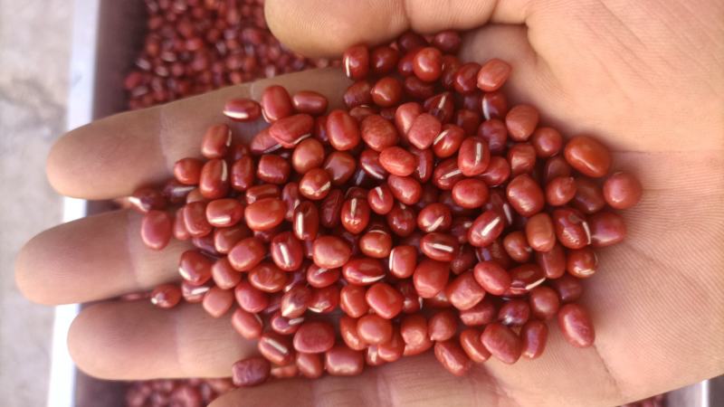 精品红小豆陕北珍珠粒