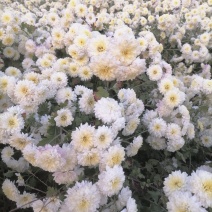 白菊花