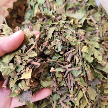 中药材寄生桑寄生货源充足，保证质量