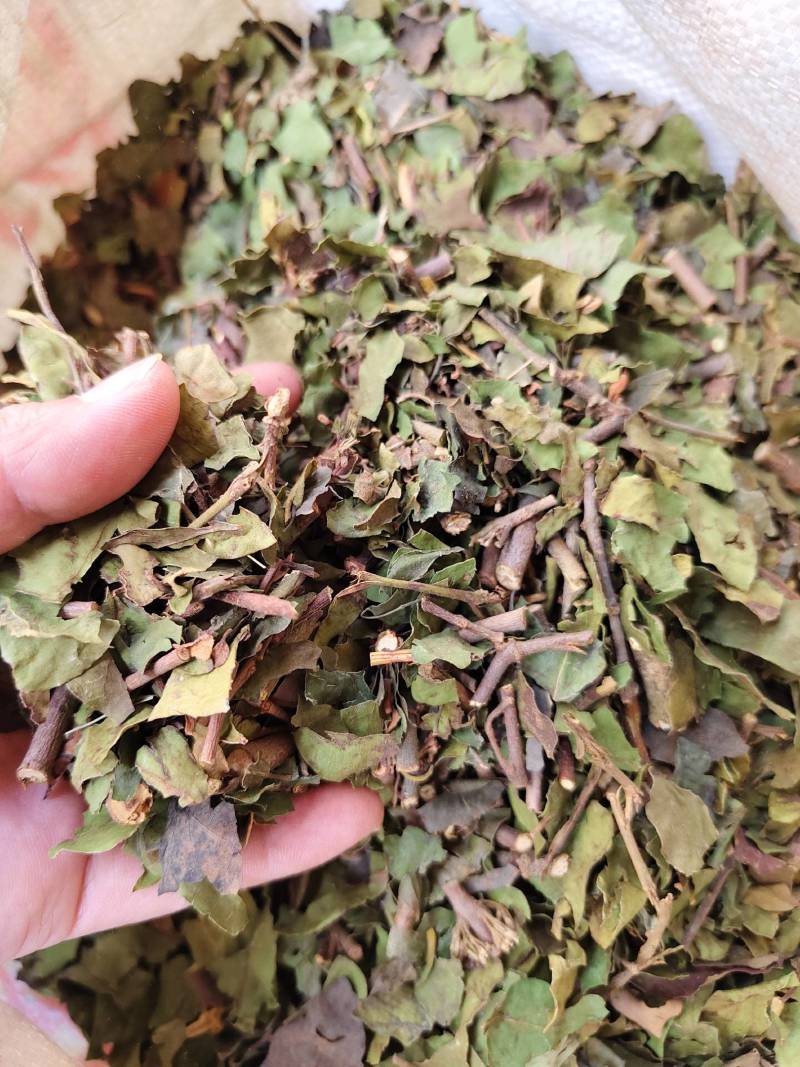 中药材寄生桑寄生货源充足，保证质量