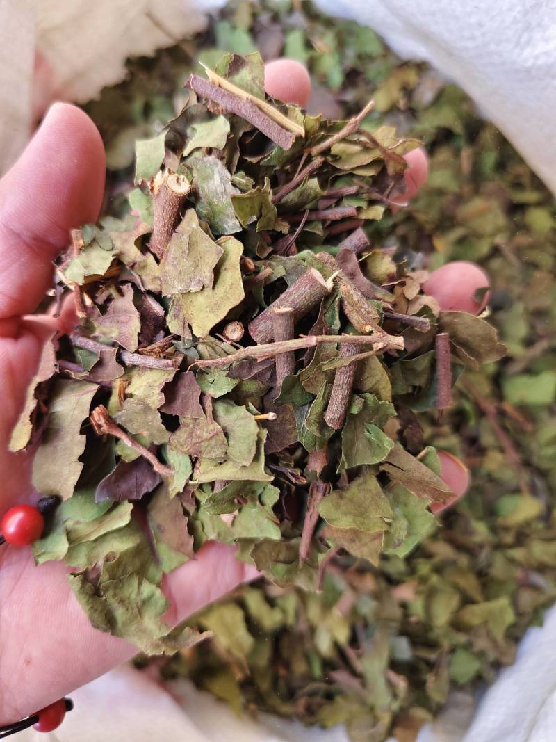中药材寄生桑寄生货源充足，保证质量