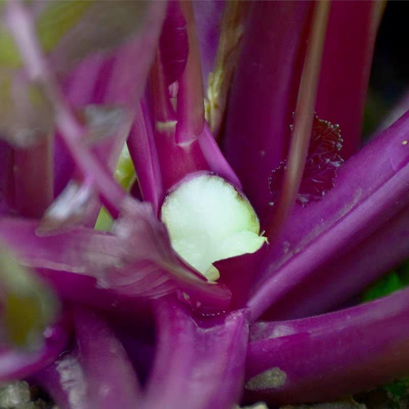 红菜苔，菜苔，产地一条龙服务，现摘现发，量大从优