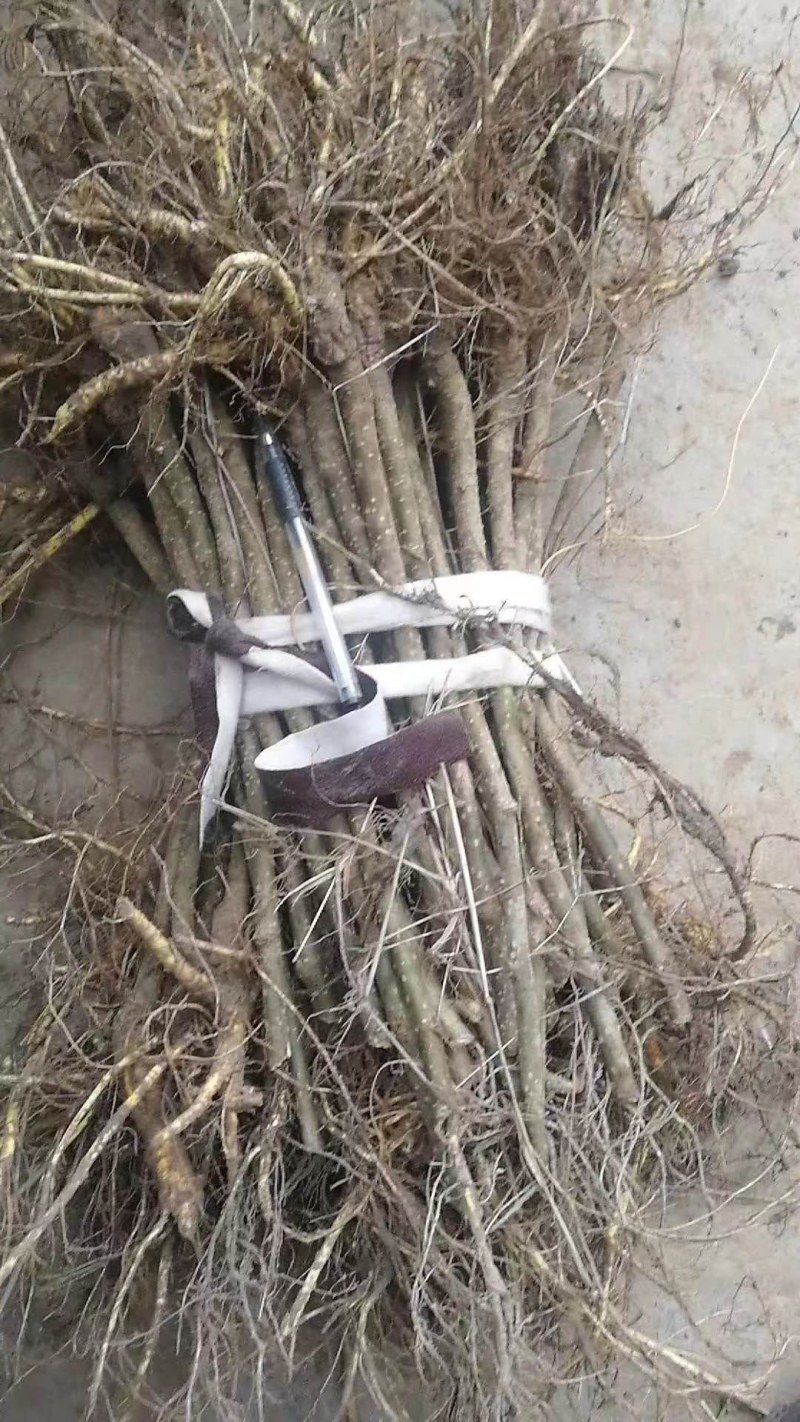 嫁接蚕桑苗