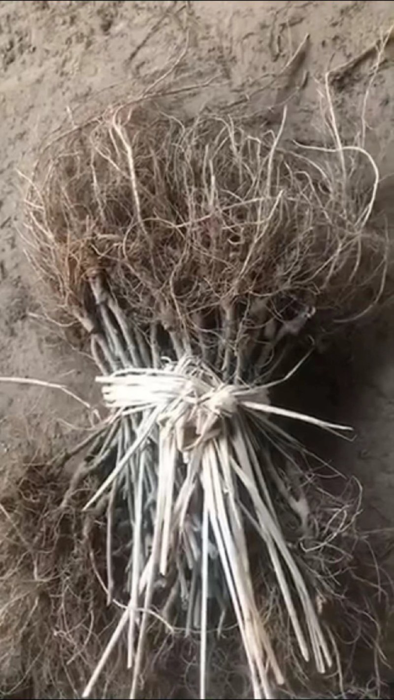 嫁接蚕桑苗
